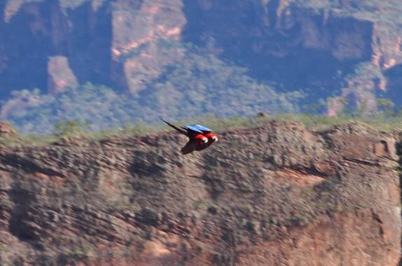 Casal de araras faz um voo espetacular sobre a Chapada dos Guimarães, em Mato Grosso